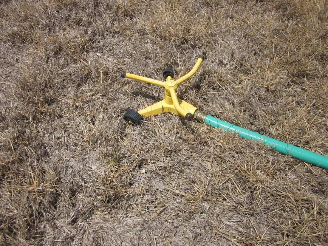Sprinkler on a drought-stressed brown lawn during dry conditions