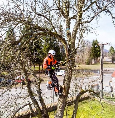 Tree Services Tree Services in Clayton, DE