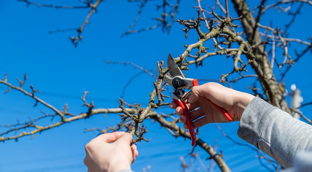 Dormant pruning of a bare tree canopy in winter