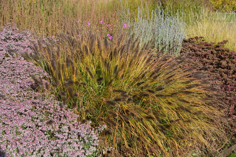Ornamental grasses cut back for the winter