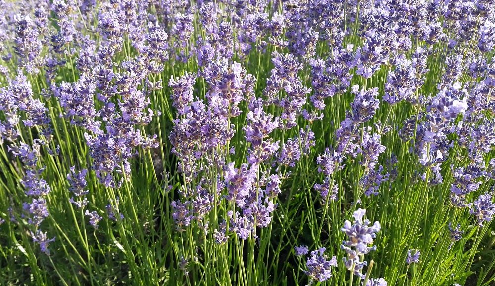 Perennial beds cut back at the end of the growing season