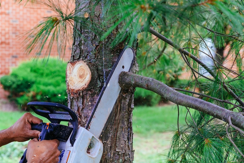 Tree cutting service on a dormant winter tree