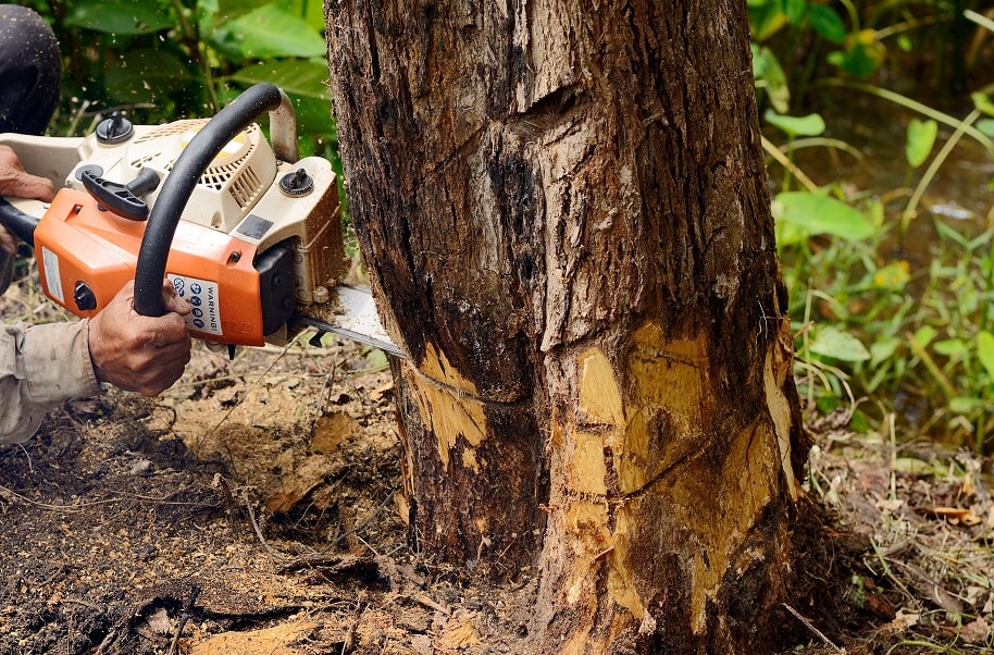 Tree Removal Services