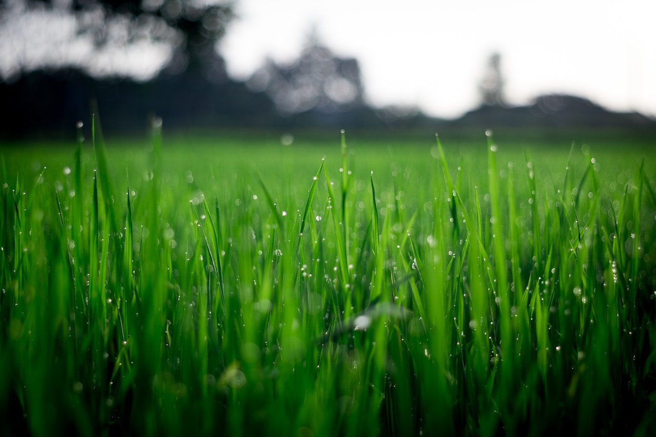Close-up of thick, healthy green grass on a maintained Delaware lawn