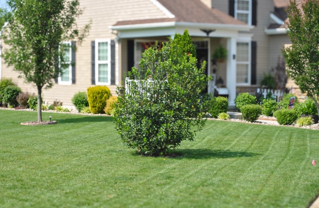 Healthy turf
