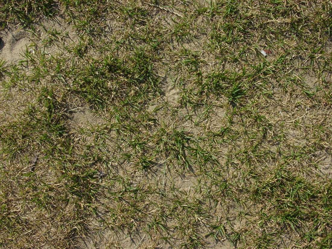 Thin lawn with bare soil patches showing through the grass