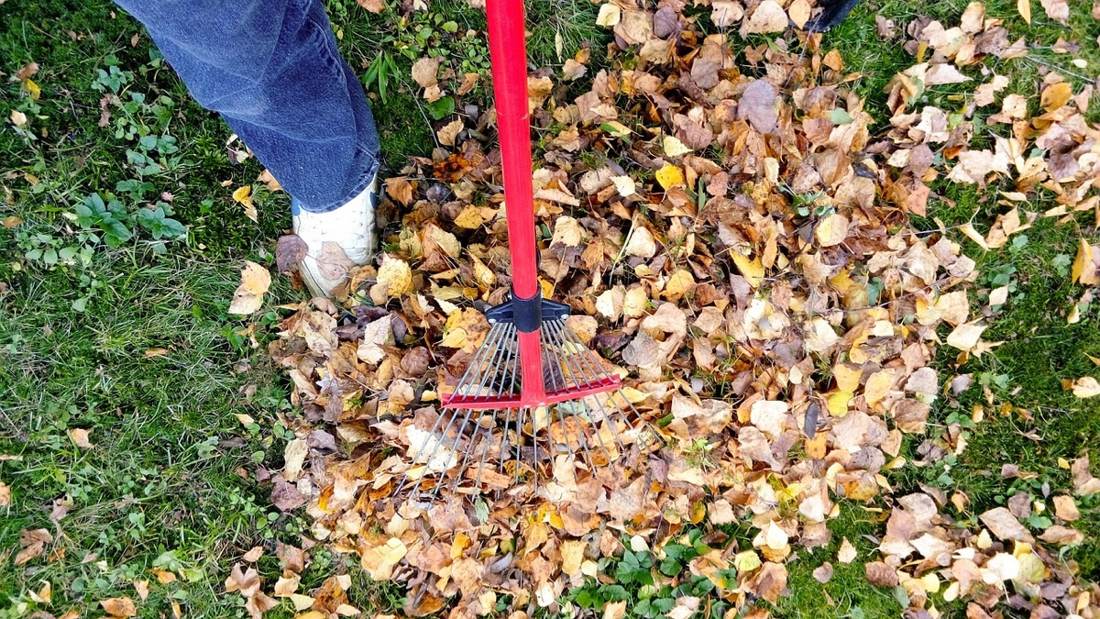 Rake clearing fallen autumn leaves off a lawn before winter